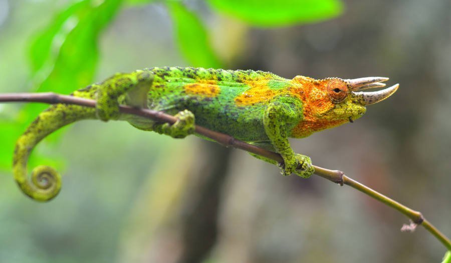 Exploring Uganda’s Hidden Gems: Photographing Lesser-Known Wildlife Species