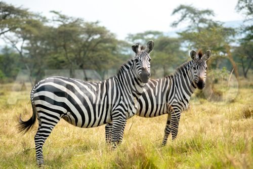 Zebra seen during the kidepo experience Safari