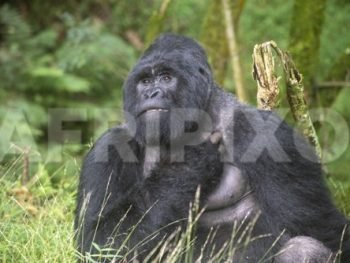 Gorilla in Mgahinga gorilla National Park