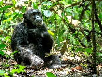Chimpanzee in Kibale forest - Courtesy of Uganda Wildlife Authority