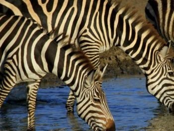 Zebras