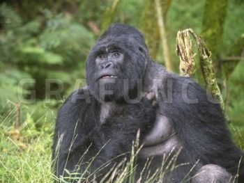 Primates
