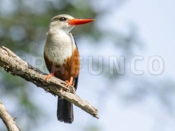 Kingfishers