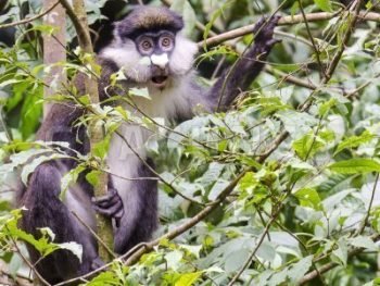 Red-tailed Monkey - Grafunco Pix