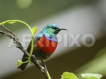 Red-chested Sunbird