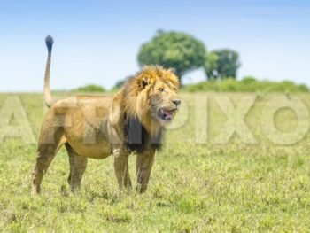 Lion in Kasenyi Plains of Queen Elizabeth National Park, Uganda Photo credit and by-line: Musiime P. Muramura