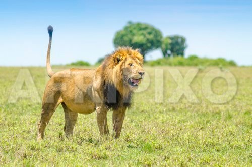 Lion in Kasenyi Plains of Queen Elizabeth National Park, Uganda Photo credit and by-line: Musiime P. Muramura