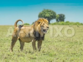 Lion at Kasenyi in Queen Elizabeth National Park