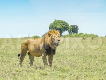 Lion