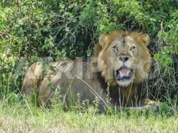 Lion at Kasenyi in Queen Elizabeth National Park - Uganda