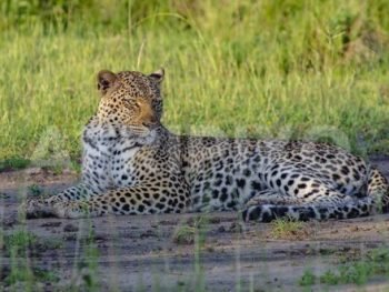 Leopard at Mweya