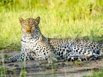 Leopard in Queen Elizabeth National Park