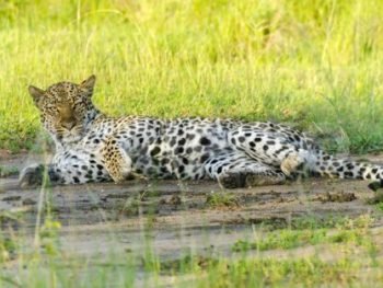 Leopard in Queen Elizabeth National Park