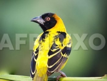 Black-headed Weaver