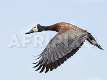 White-faced Whistling Duck