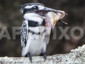 Pied Kingfisher with dinner