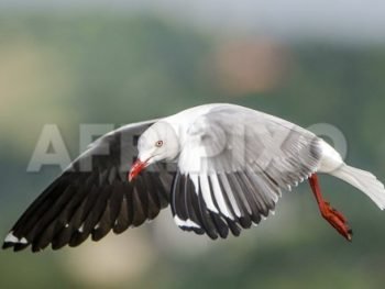 Grey-headed Gull