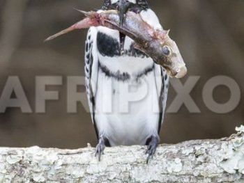 Pied Kingfisher