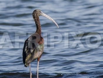 Glossy Ibis