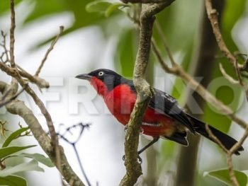 Black-headed Gonolek