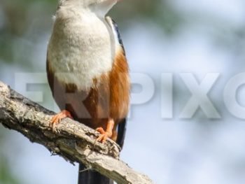 Grey-headed Kingfisher