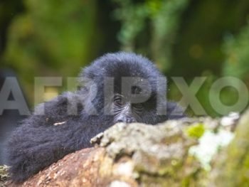 Baby Mountain Gorilla