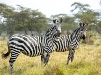 Zebra seen during the kidepo experience Safari