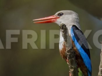 Grey-headed Kingfisher