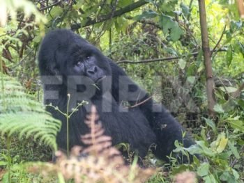 Gorilla Silverback