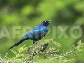 Ruppel's Long-tailed Starling