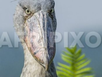 Shoebill at Mabamba swamp
