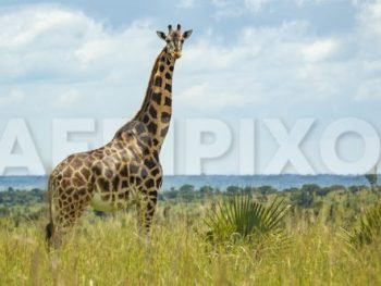 Giraffe