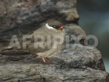 Rock Pratincole
