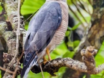 Shikra