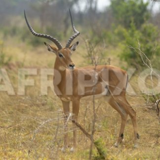 Impala in Lake Mburo National Park