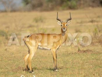 Male Uganda Kob