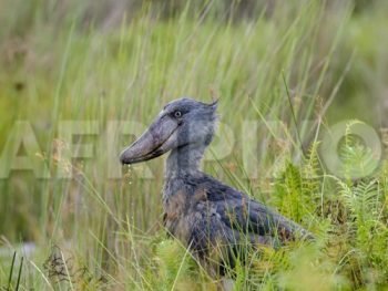 Shoebill