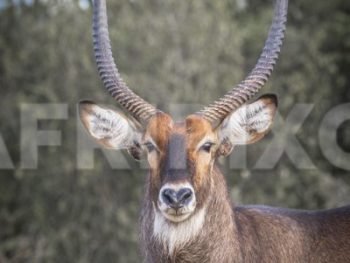 Waterbuck