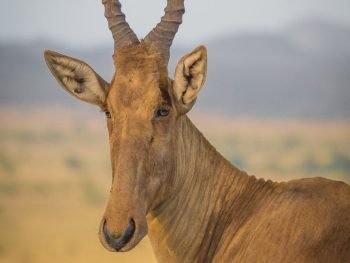 Antelopes