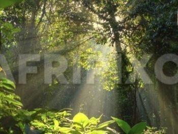 Sun Rays
