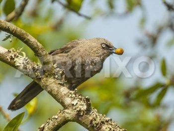 Arrow-marked Babbler