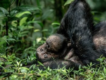 Free photo - Chimpanzee in Kibale National Park - Courtesy of Uganda Wildlife Authority