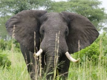 Elephants