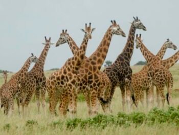 Giraffes